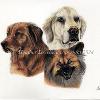Dog portrait 524