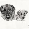 Dog portrait 515