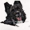 Dog portrait 534