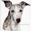 Dog portrait 551