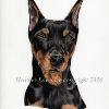 Dog portrait 559