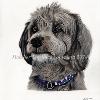 Dog portrait 518