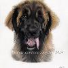 Dog portrait 525