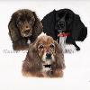 Dog portrait 533
