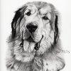Dog portrait 576