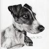 Dog portrait 544