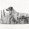 Dog portrait 580