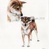 Dog portrait 581