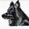 Dog portrait 520