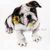 Dog portrait 527