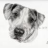 Dog portrait 550