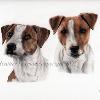 Dog portrait 546