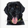 Dog portrait 554