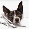 Dog portrait 565
