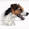 Dog portrait 519