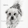 Dog portrait 556
