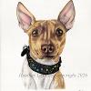 Dog portrait 575