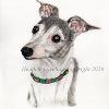 Dog portrait 574