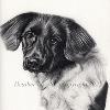 Dog portrait 538