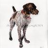 Dog portrait 573