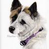 Dog portrait 514