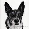 Dog portrait 560