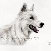 Dog portrait 543
